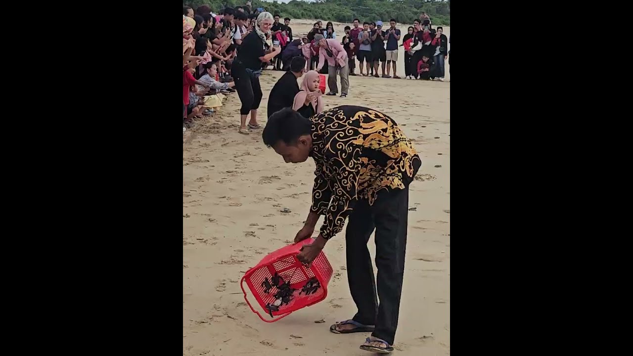 Pelepasan penyu ke laut Ujung Genteng.