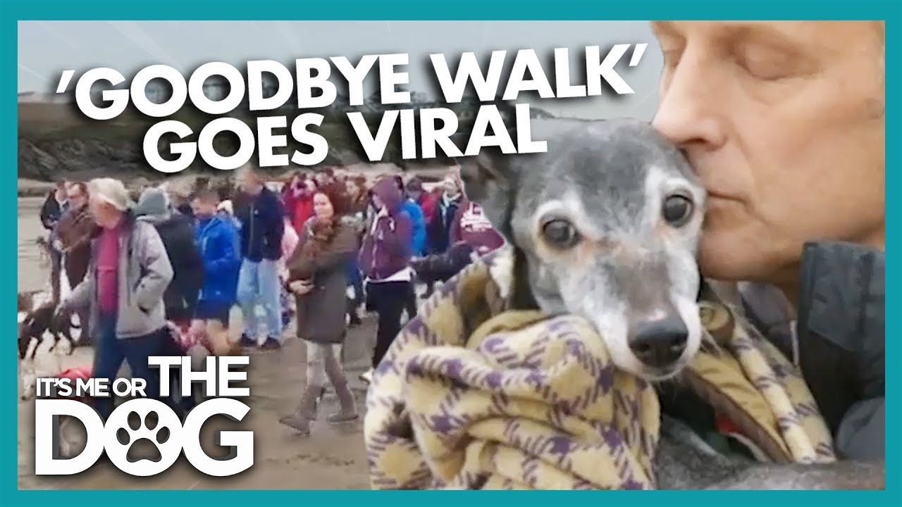 Goodbye Walk For Walnut The Whippet Goes Viral
