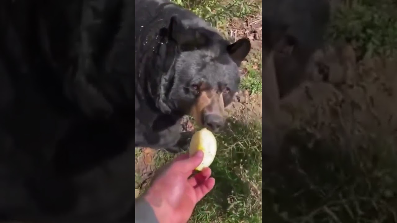 Big Fat Bear