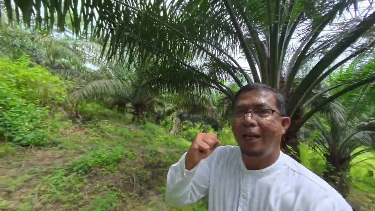 Berat Buah Sawit Meningkat setelah umur 6 tahun dan pemupukan sebanyak 2kg per pohon