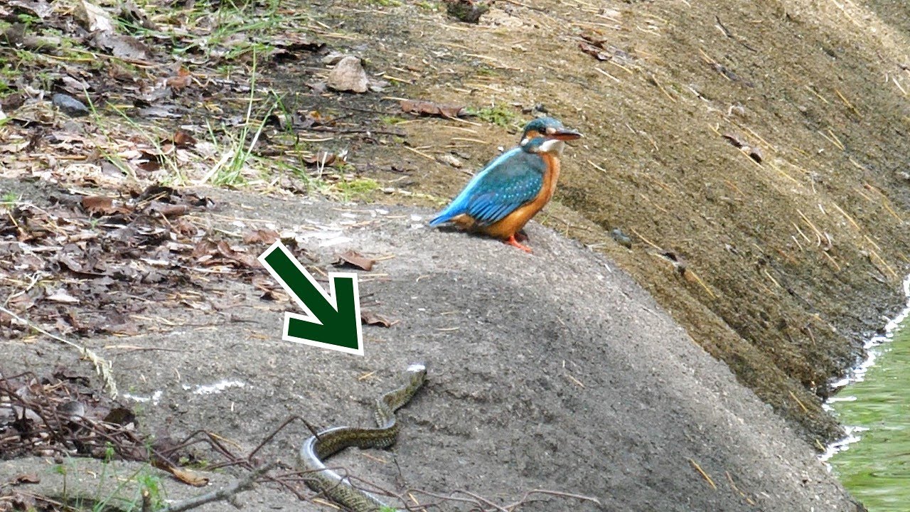 ヘビがカワセミに接近！