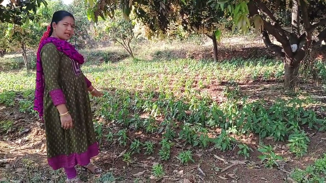 நெல் பயிர் பச்சை மிளகாய், கொத்தமல்லி பார்க்கலாம் 