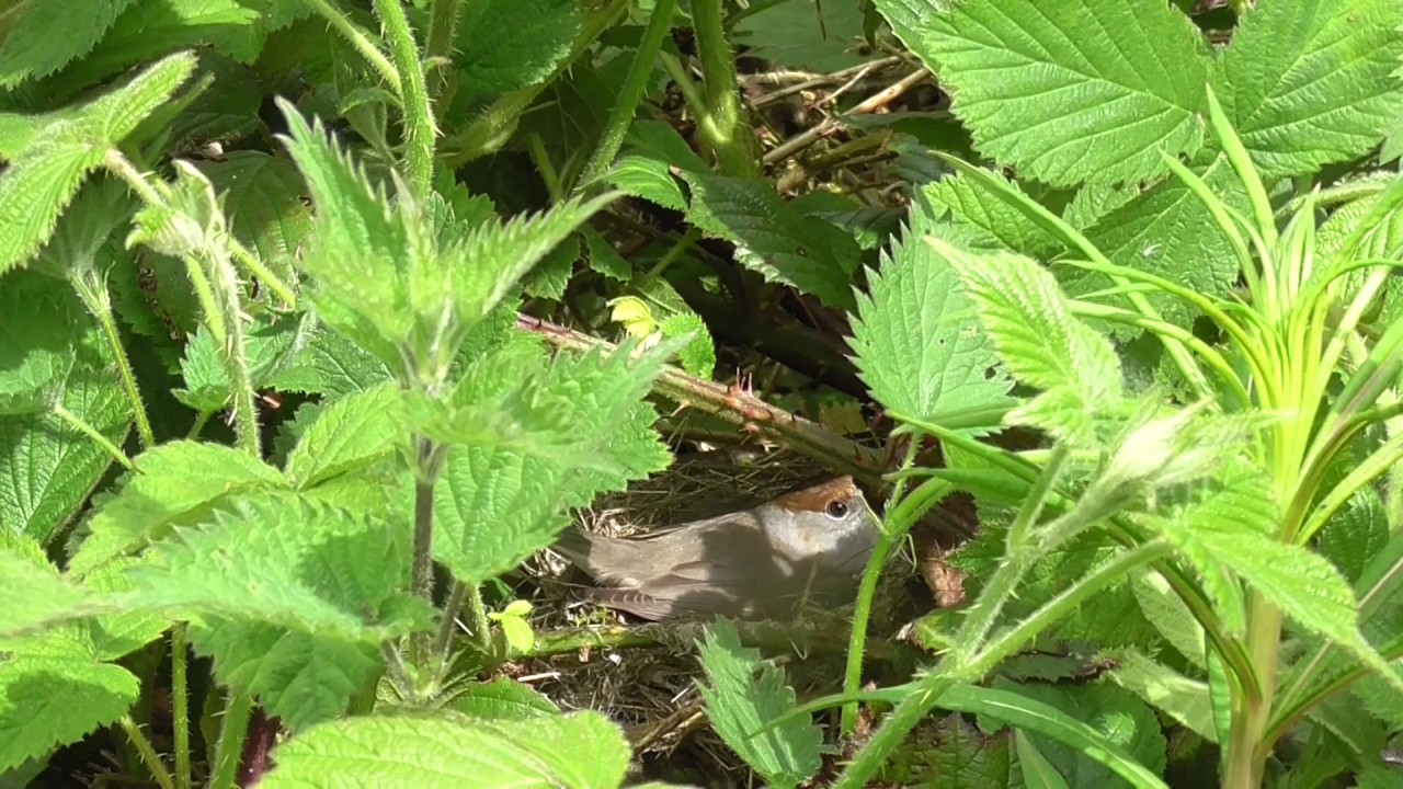 blackcap bird nest and eggs