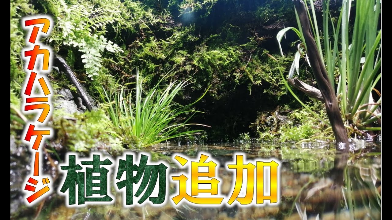 【渓流出現】アカハライモリのケージに植物を追加と掃除水換え！！【イモリウム,パルダリウム,ビバリウム】