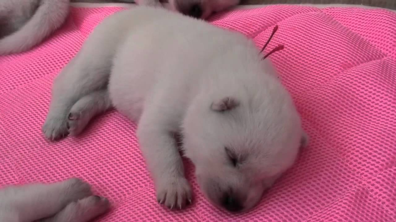 かわいい紀州犬の赤ちゃん・生後14日