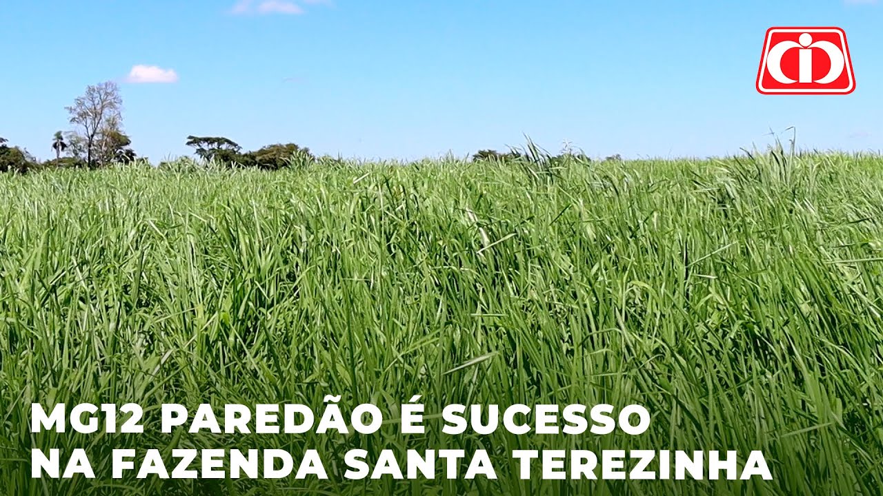 MG12 Paredão é sucesso na Fazenda Santa Terezinha
