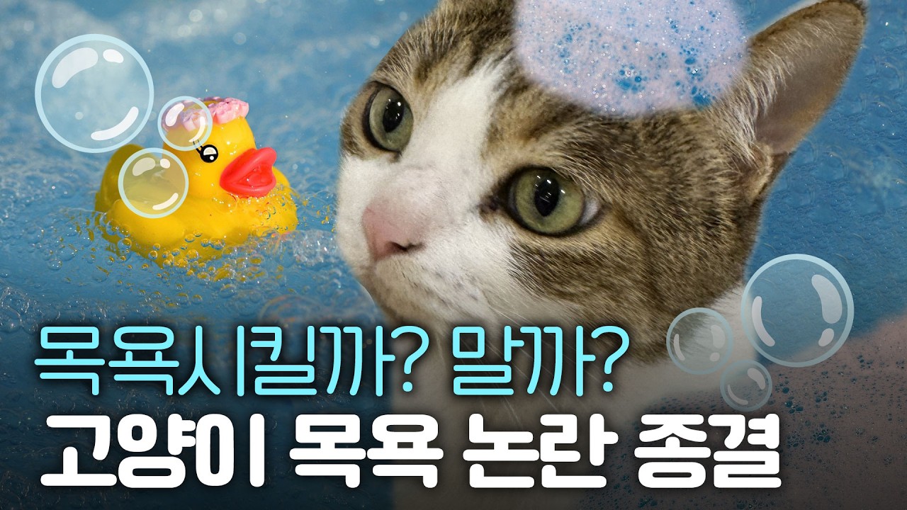 고양이는 그루밍 하니까 평생 안 씻어도 된다는데 정말일까?