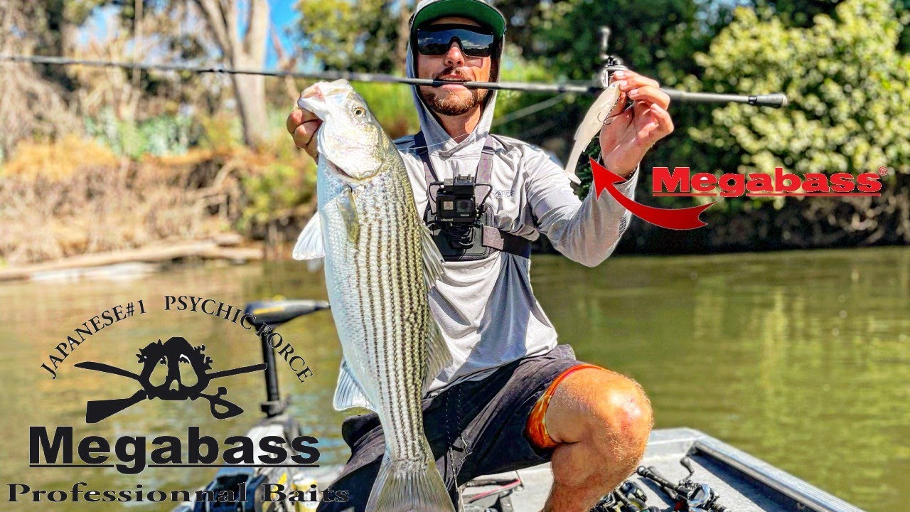 San Joaquin River Striper Fishing | BIG SWIMBAITS ONLY | Megabass Magdraft