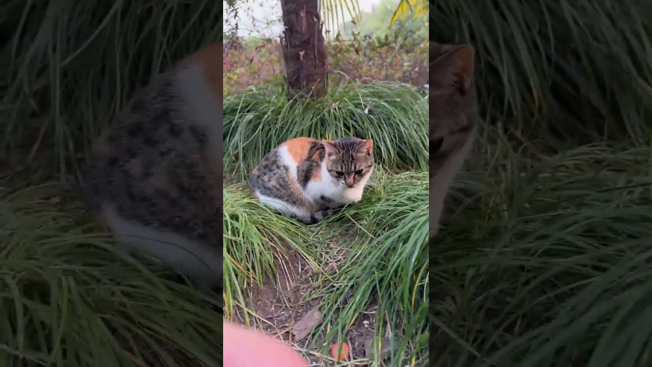 Come with me to feed stray cats #貓#cat#Kedi#野良猫#ねこ#StrayCats#길고양이 #kittens#流浪猫 #gatto