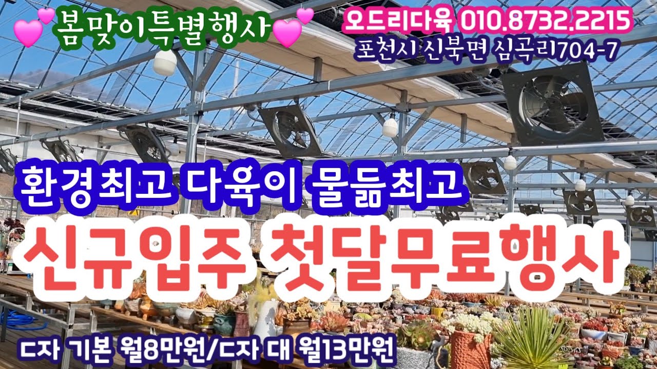 다육이 물들이기 최고 좋은 키핑장💕환경 진짜 좋어요💕입주첫달무료행사해요~💕오드리다육 010.8732.2215 