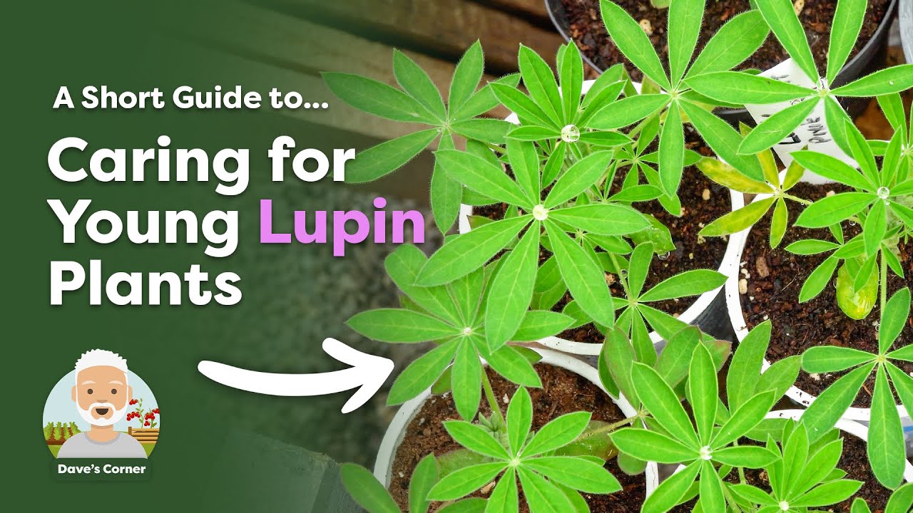 How to Care for Lupins (Potting On & Hardening Off)