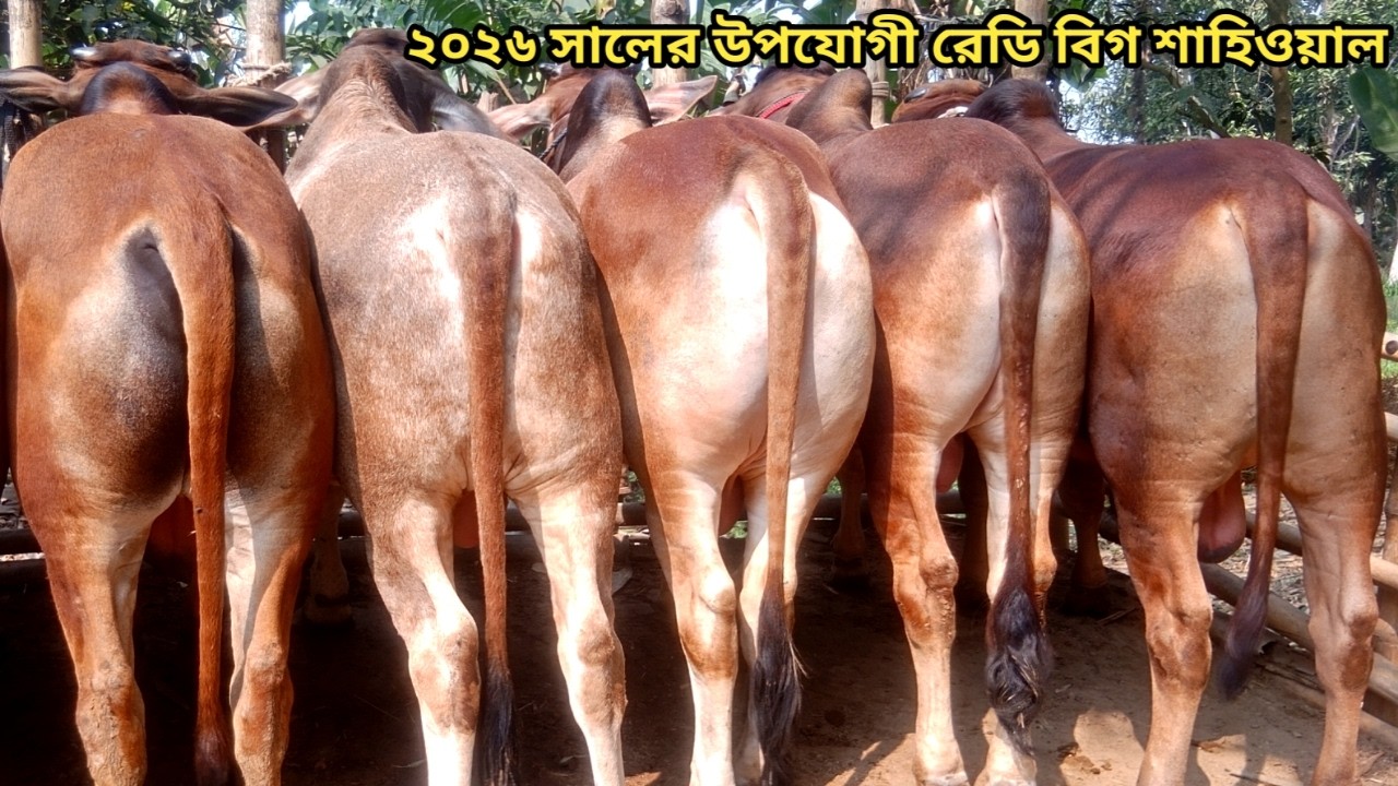 ১২৩ হাজার  টাকা লটে  ১০০% শাহিওয়াল কালেকশান।।১৬/০২/২০২৬।।