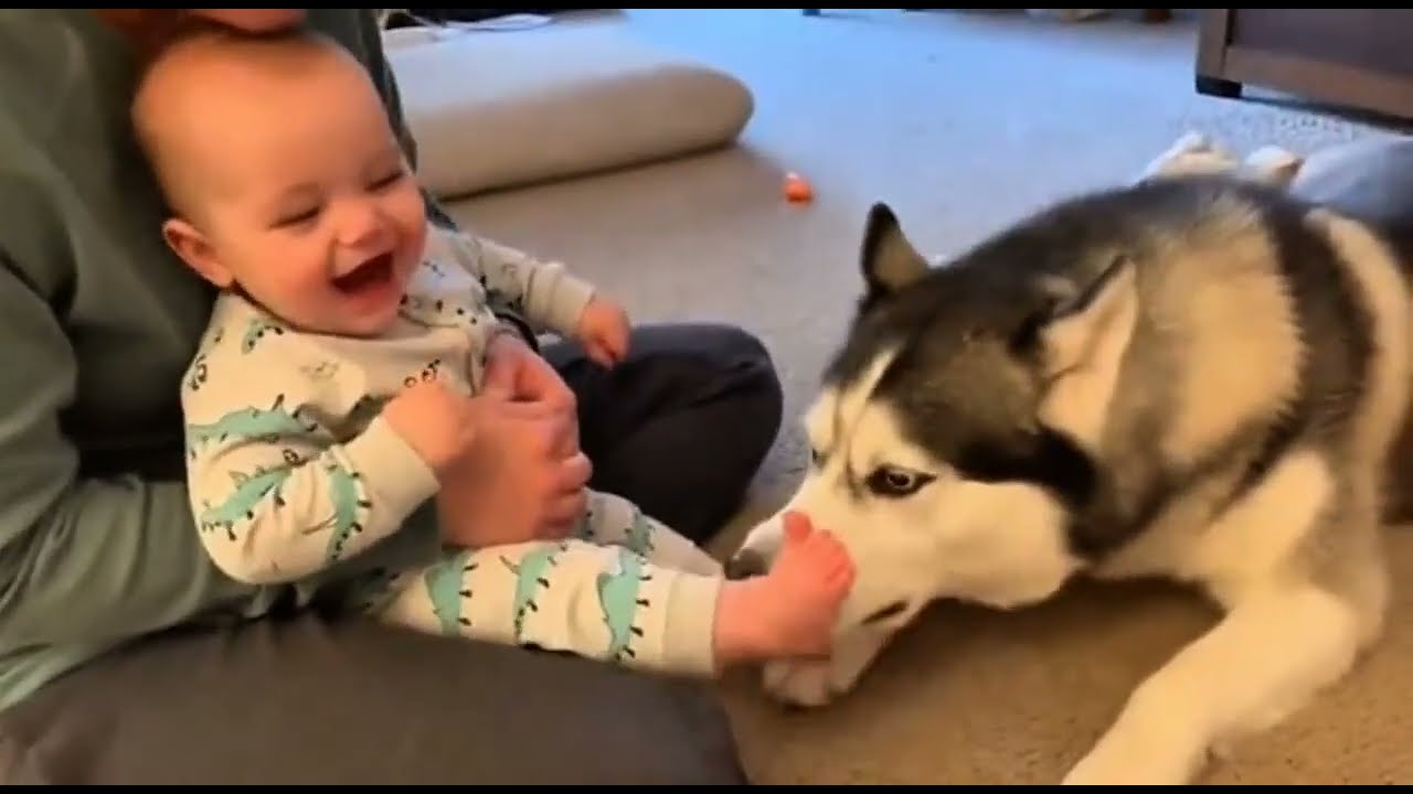 Cuteness Overload: Baby & Husky Puppies Playing Together | Try Not To Smile 🥰🐾❤️