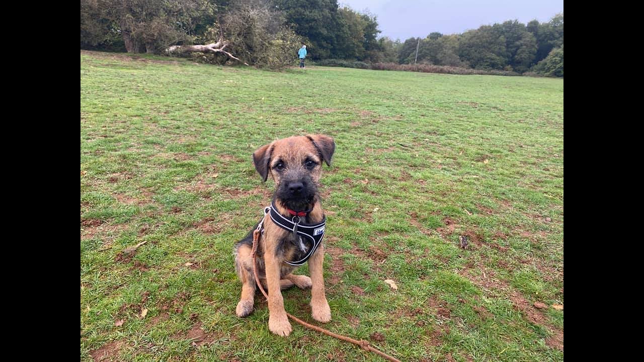 Hamish the 4 month old Border Terrier puppy - 2 Weeks Residential Dog Training