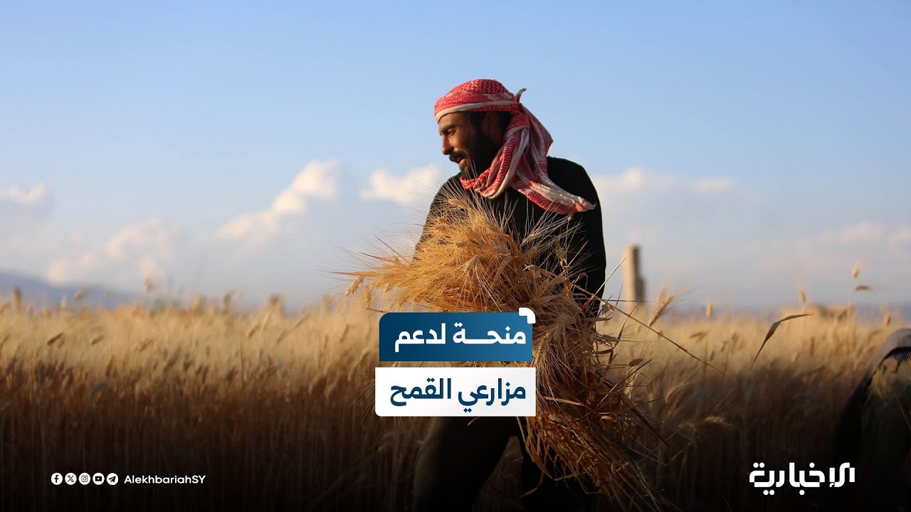 مدير المؤسسة السورية للحبوب: سعر القمح لهذا العام يتكون من جزأين قيمته التجارية ومنحة من الرئيس