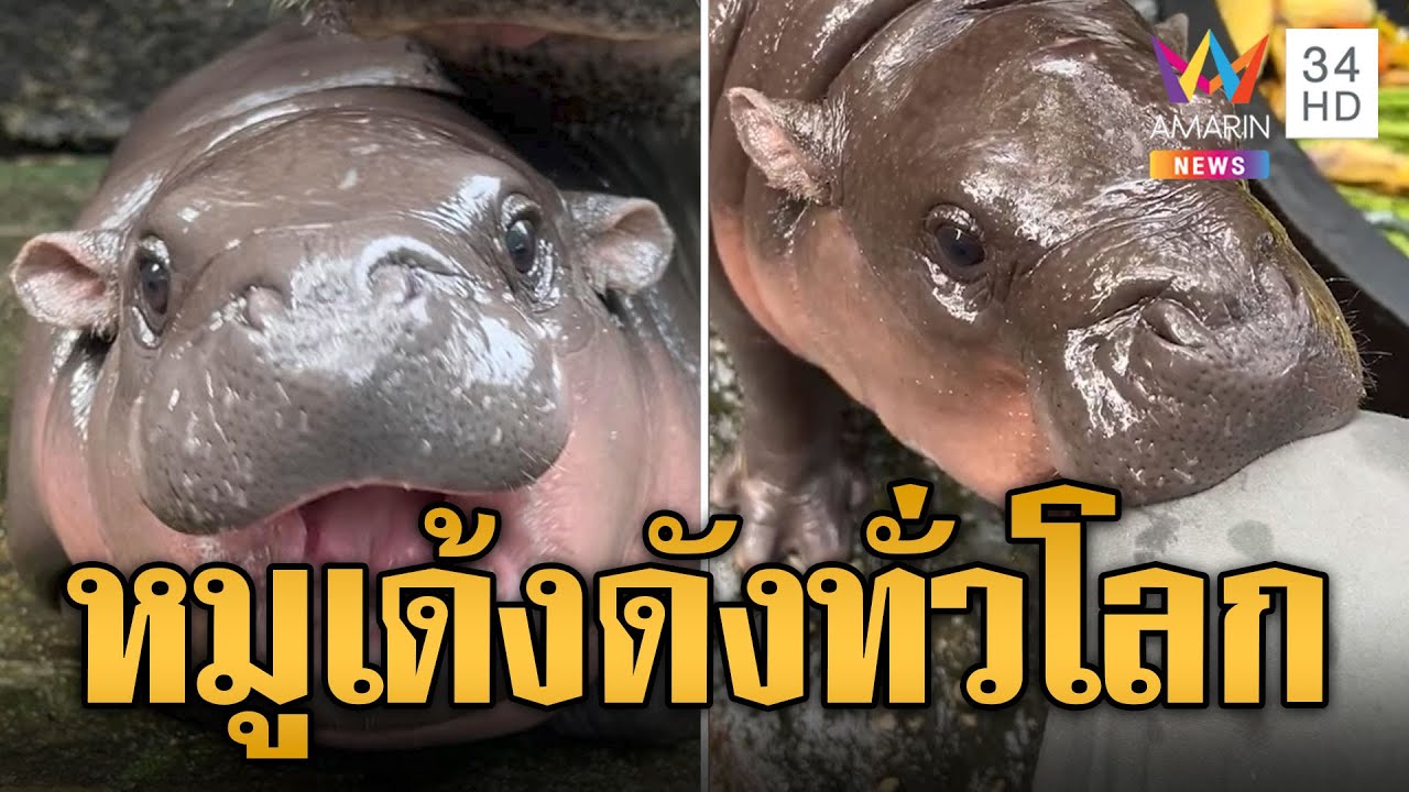 หมูเด้ง ดังไกลไปทั่วโลก! สื่อต่างชาติยกเป็นดาวเด่นแห่งยุค | ข่าวอรุณอมรินทร์ | 14/9/67