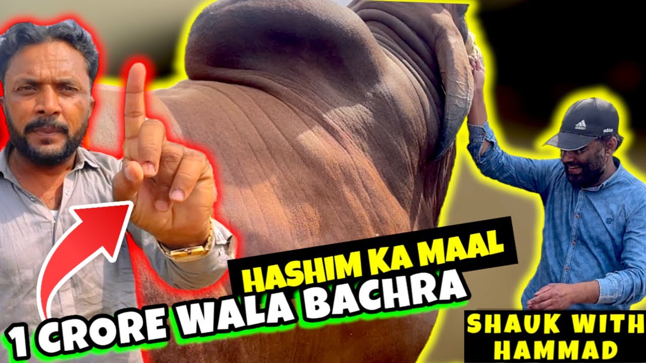 HASHIM KA MAAL❤️‍🔥BIGGEST BULL IN PAKISTAN | MULTAN COW MANDI 2024 | KISI K PAS AISA BACHRA NAHI❤️‍🔥