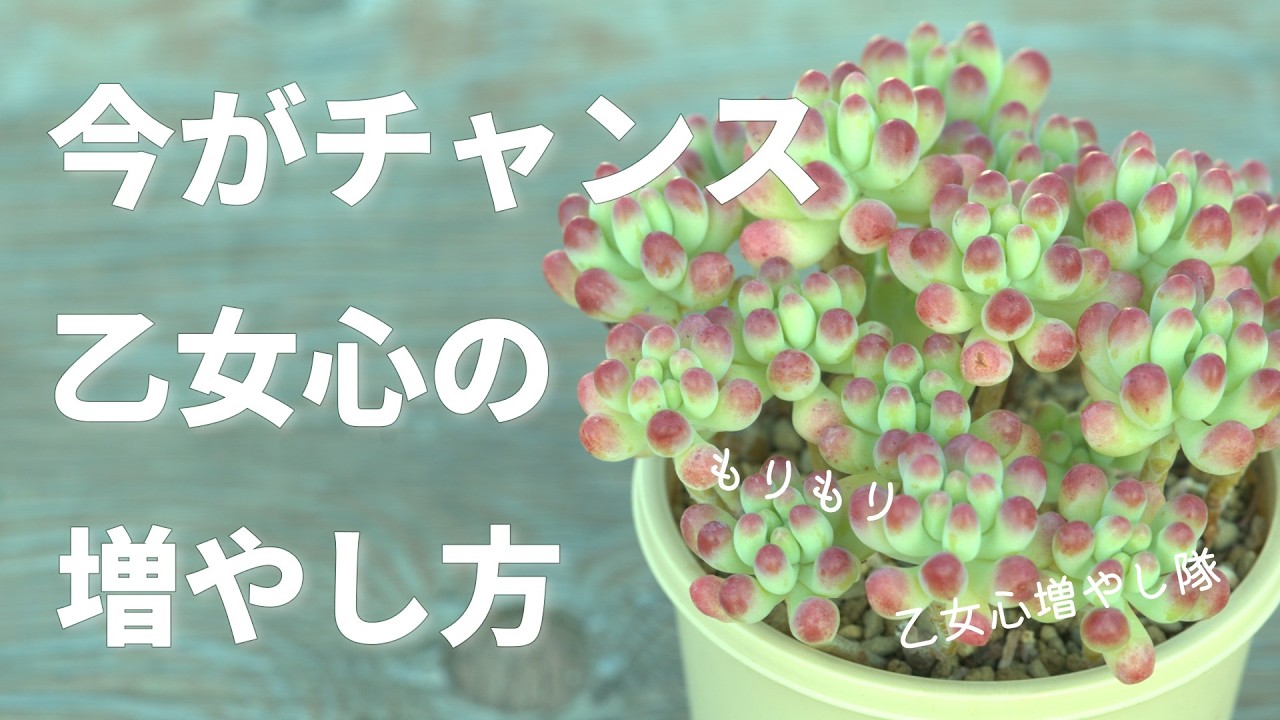 #647【年に2回のビックチャンス】これで増えます。コツが盛りだくさん。