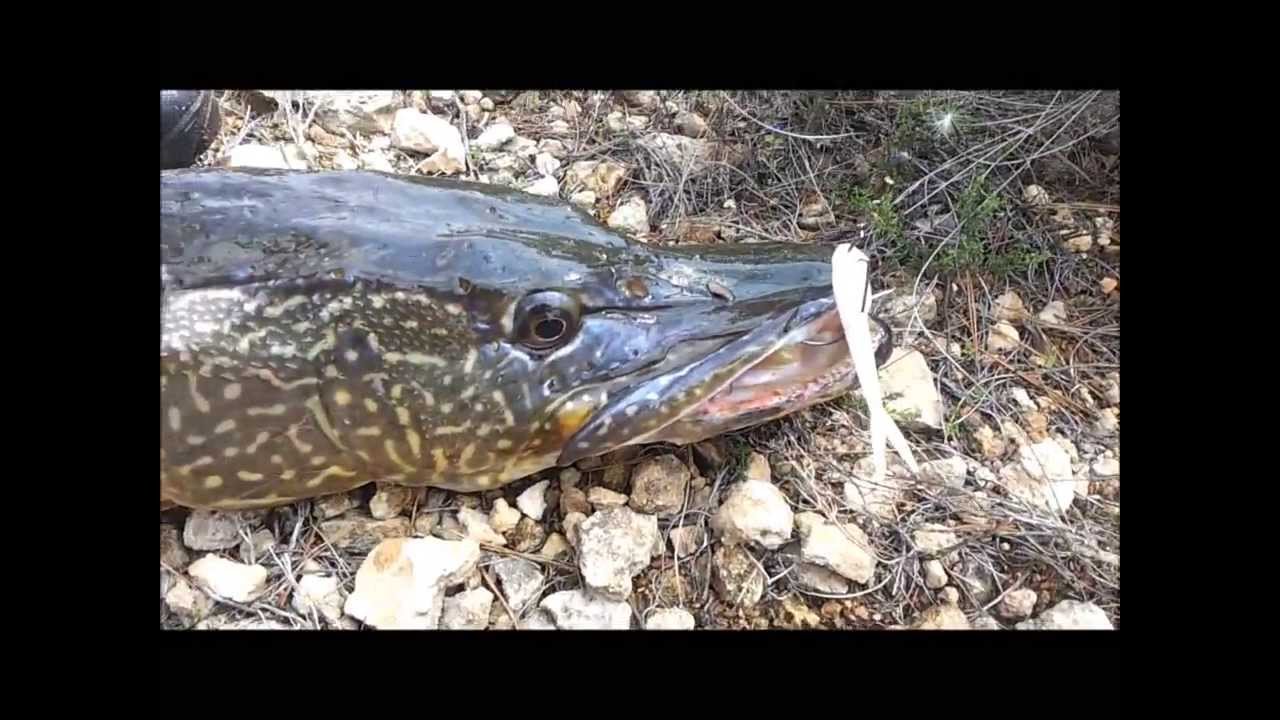 CENAJO Paraiso Luciero,(lucio 8,300 kgm.) por CEHEGINGCARP.