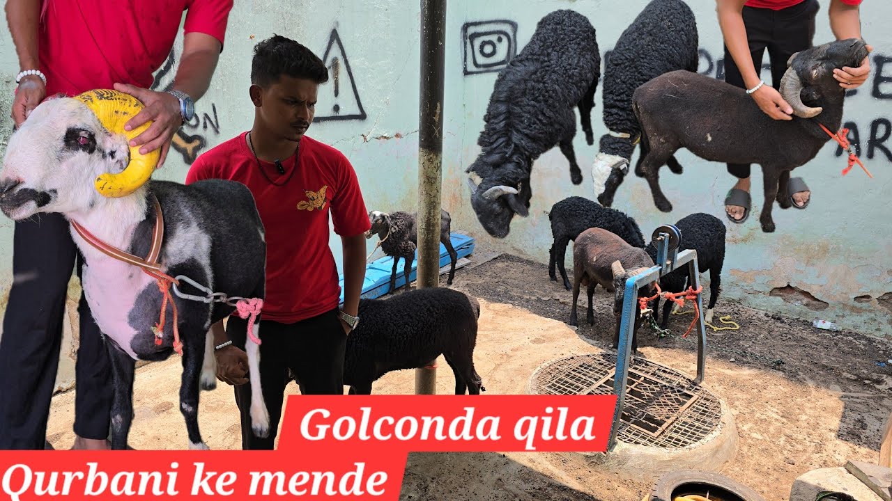 Qurbani ke bakre in golconda qila katora house | rampuri & karnataka mende available in Hyd