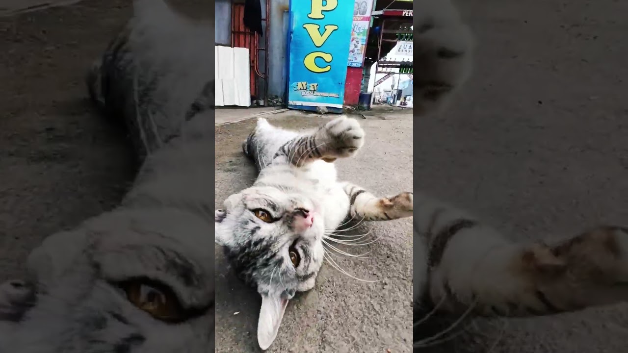 uiaaaaauiaaaaui #kucing #kucinglucu #catlovers #tokobesicikarang #tokobesibekasi #tokobesi