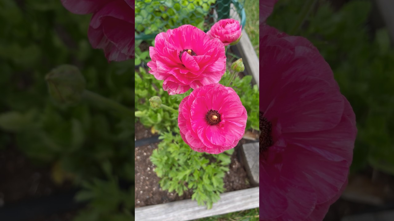 Do THIS Before You Plant Ranunculus #gardening #flowers