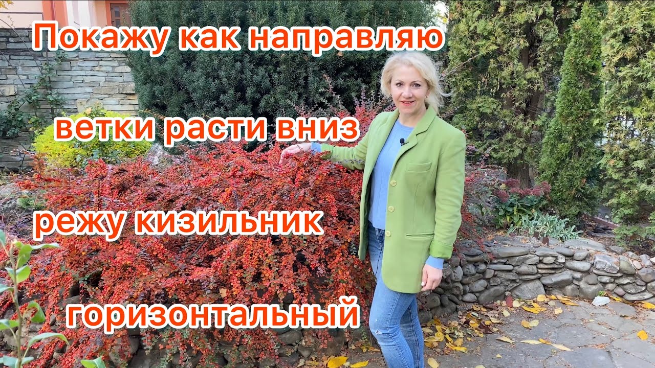 как обрезаю кизильник горизонтальный (Украина)