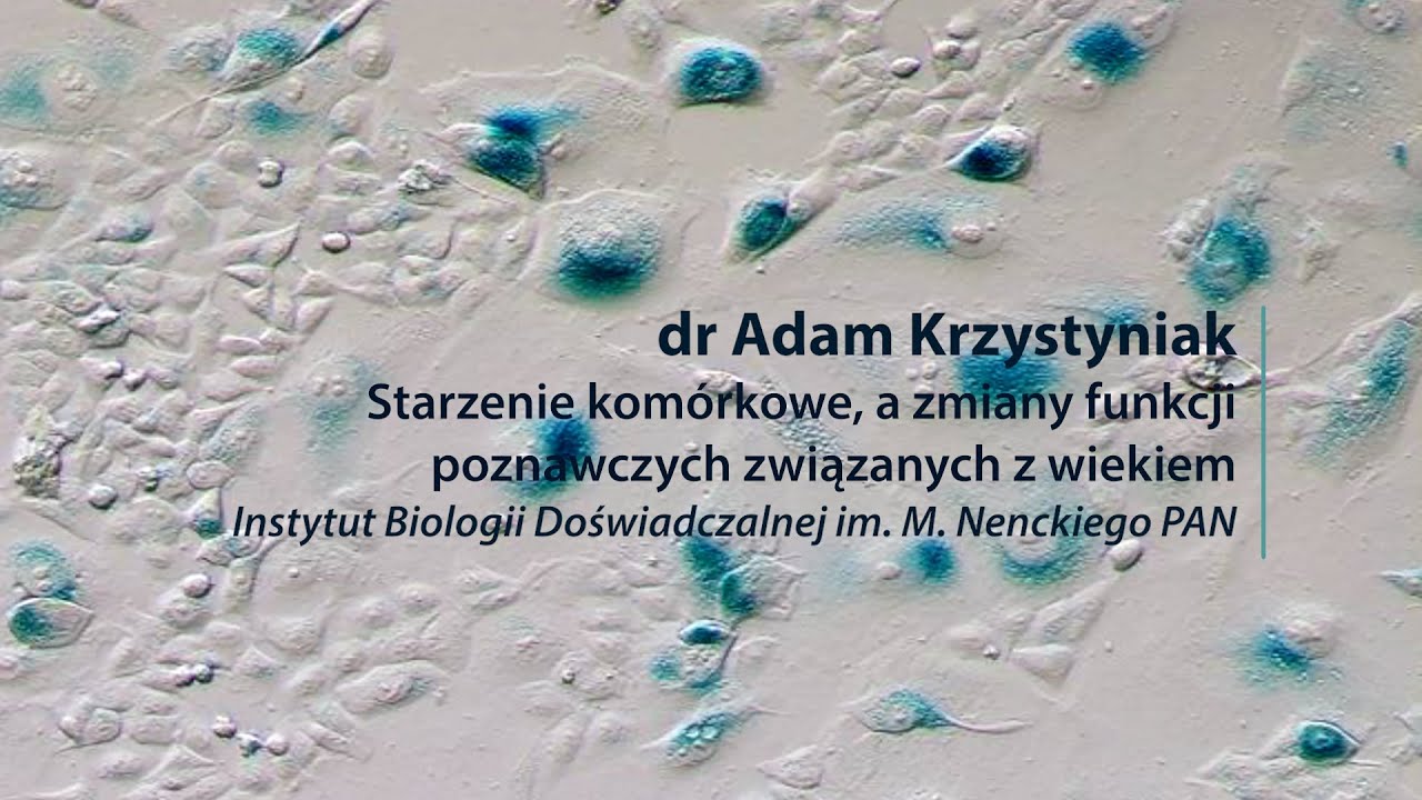 Starzenie kom&oacute;rkowe, a zmiany funkcji poznawczych związanych z wiekiem, Adam Krzystyniak