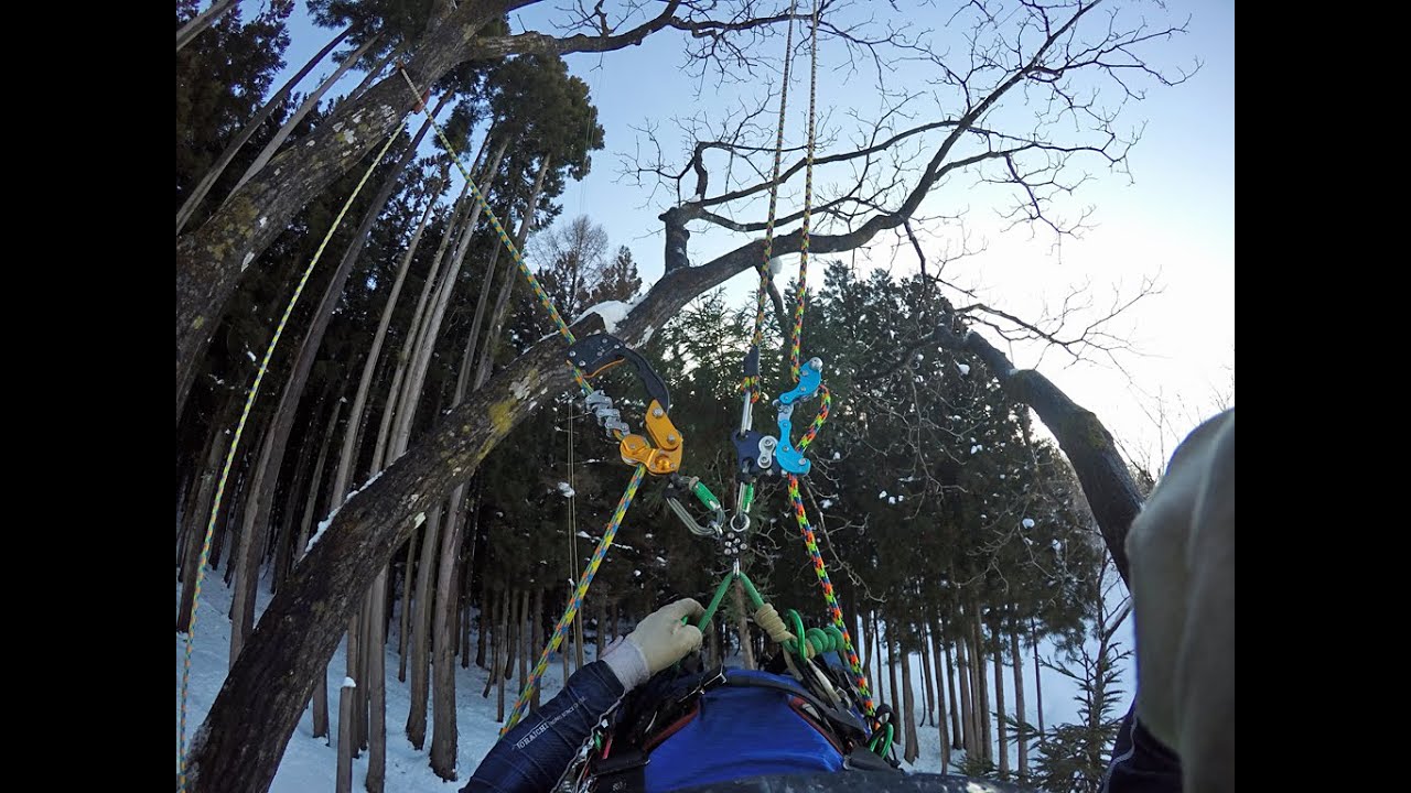 CampGYROで枝落し:大源太農園20200212