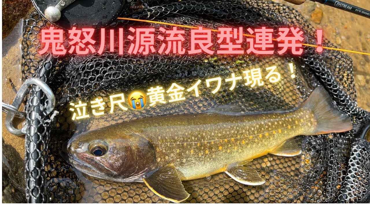 【フライフィッシング】前回釣行があまりにも良かったのでさらに上流に行ってみたら良型が連発しました！