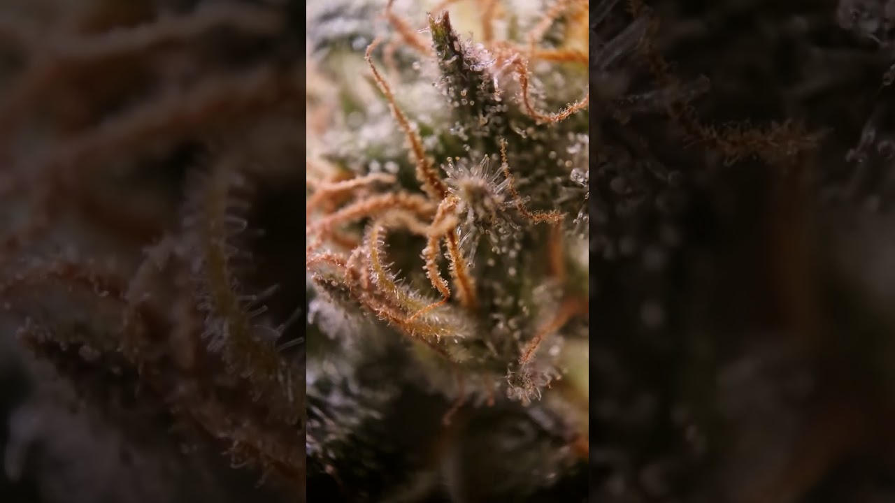 Vision Seeds - Lowryder Auto Bloom Microscope - Grow the Jungel - Nemesis