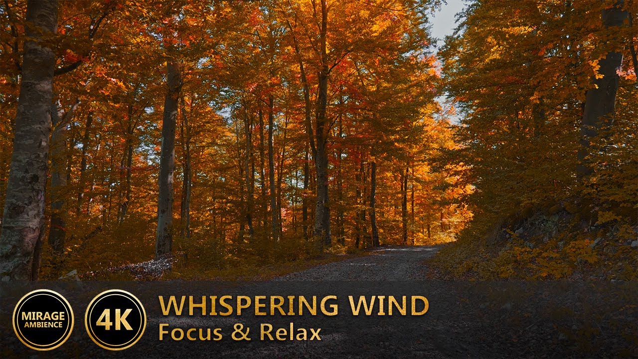 Dreamy Autumn Forest Ambience | Wind Sounds for Relaxation, Focus & Deep Sleep | 1 Hour, 4K