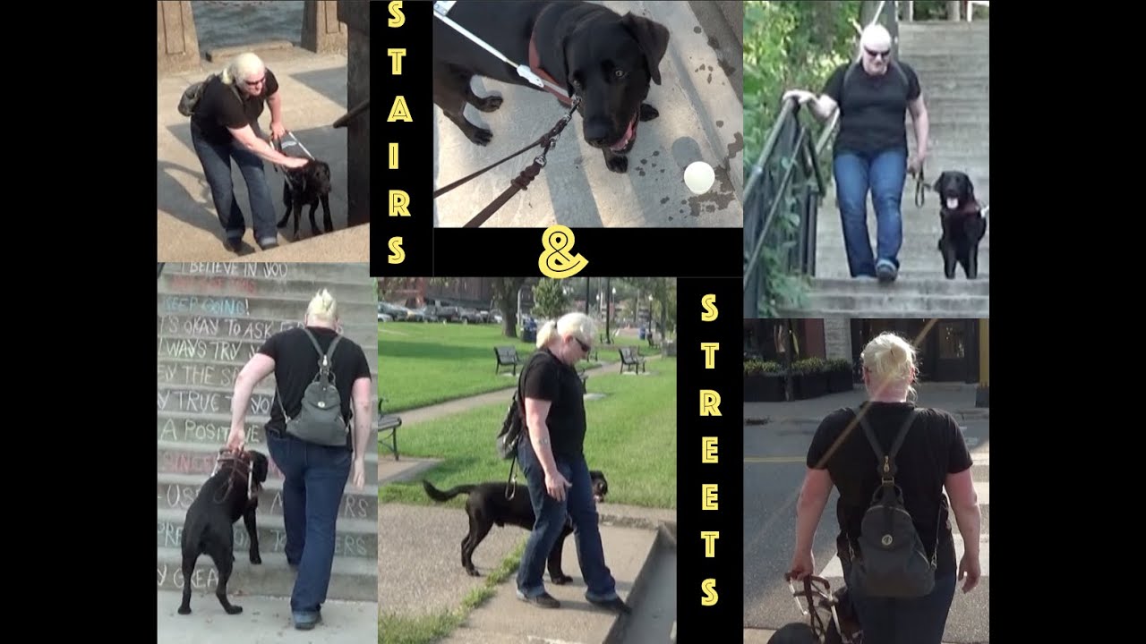 How a Guide Dog Team Works Stairs and Streets