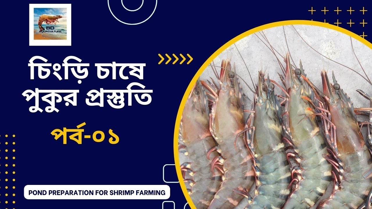 চিংড়ি চাষে পুকুর প্রস্তুতি।পর্ব-০১। বাগদা চিংড়ি চাষ ব্যবস্থাপনা। Pond Preparation for Shrimp Farming