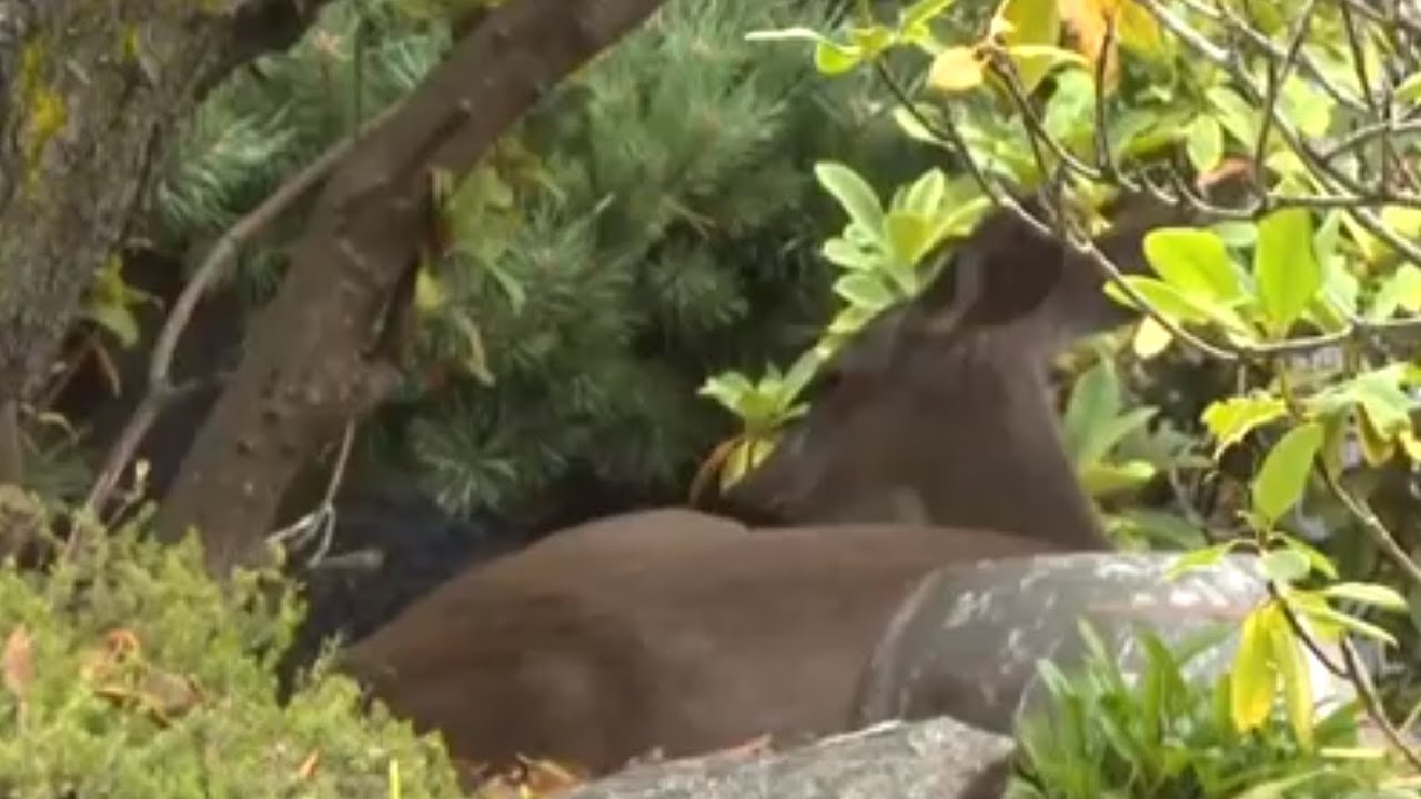 Deadly virus killing hundreds of deer is spreading on Vancouver Island
