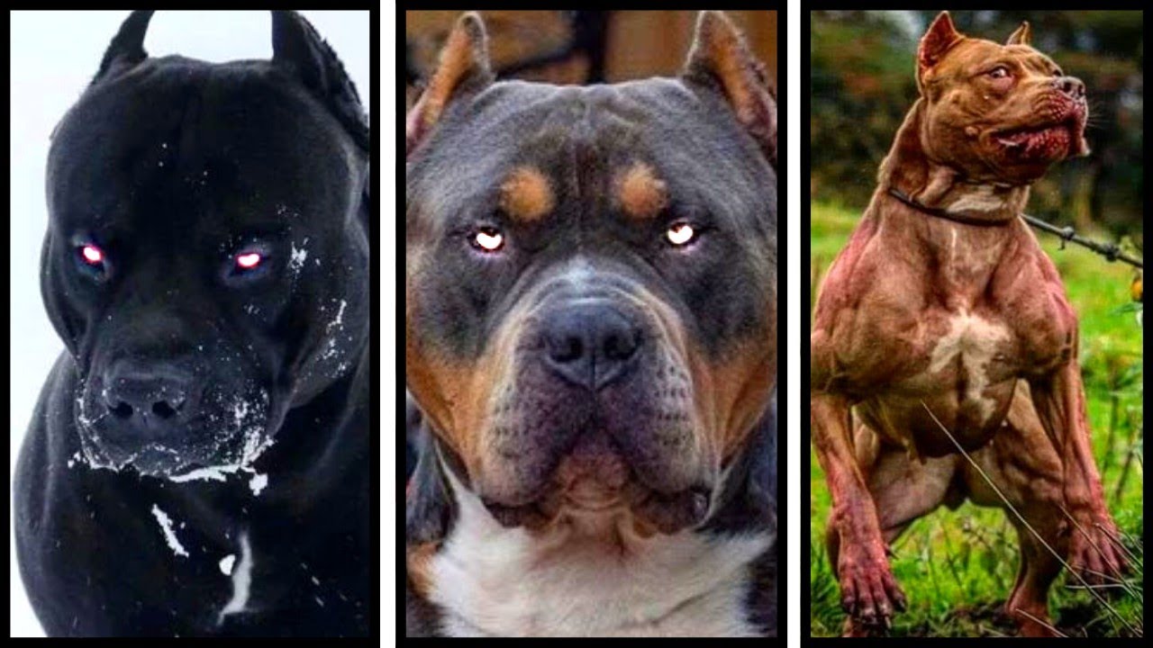 8 Tipos de Pitbull [Pitmonster, Amstaff, American bully, APBT]