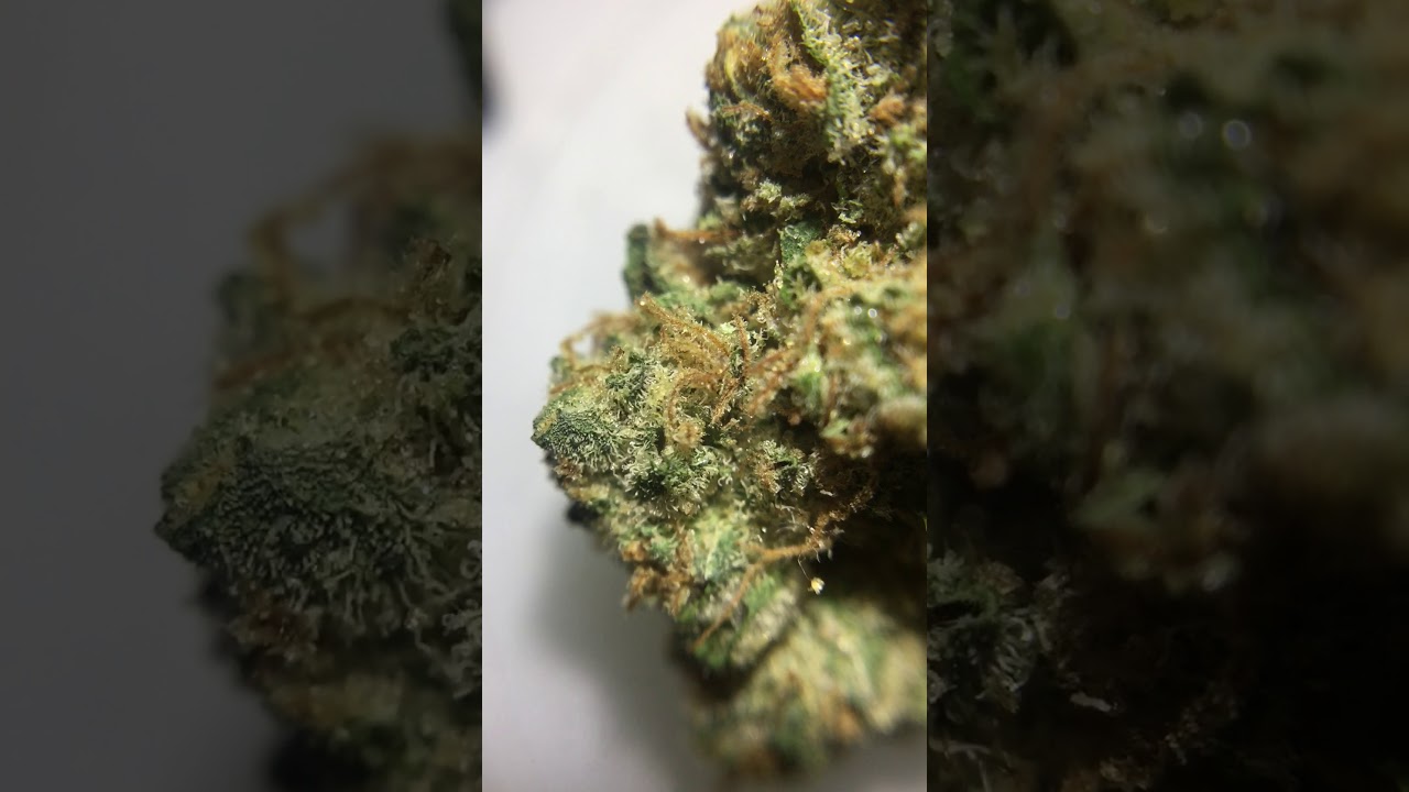 💎Diamond Cookies 💎 Strain Close-Up