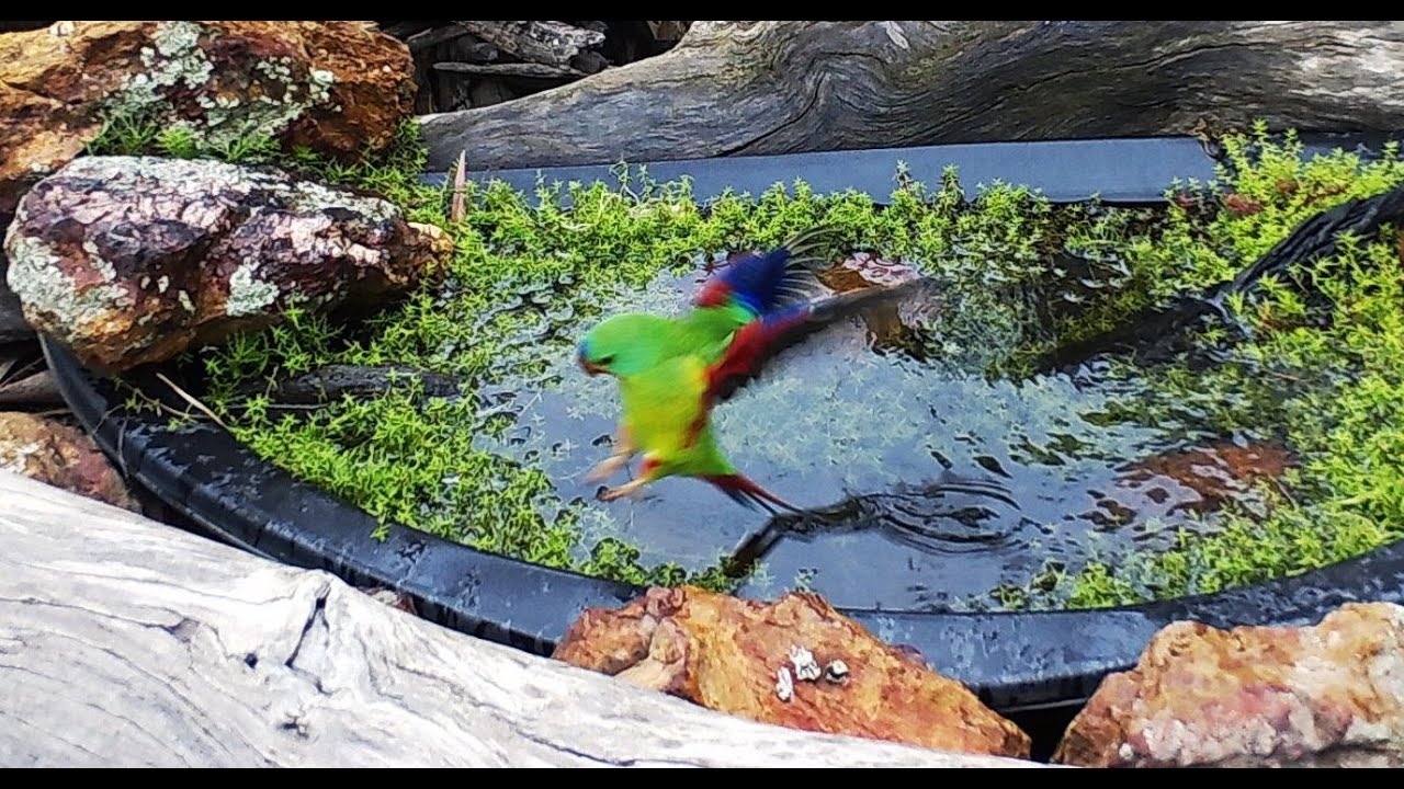 Swift Parrot - Most Exciting Visitor Ever!!
