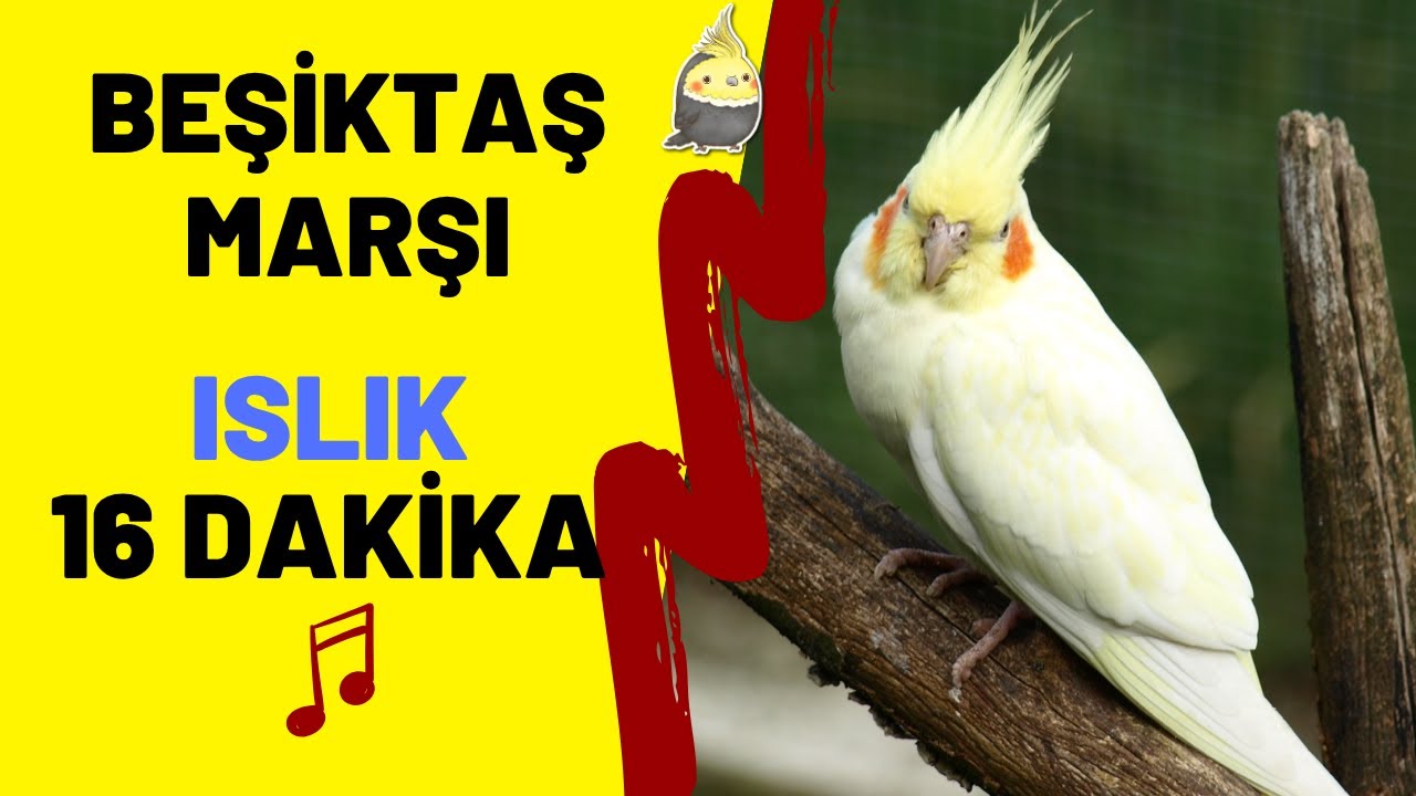 ISLIKLA BEŞİKTAŞ MARŞI Gücüne Güç Katmaya Geldik- Cockatiel Singing Training - Bird Whistle