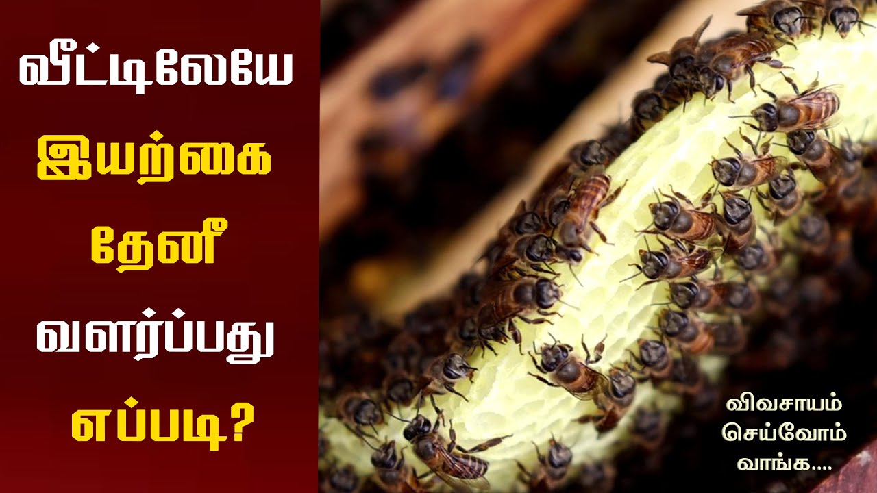 வீட்டில் இயற்க்கை தேனீ வளர்க்கும் முறை #தேன் #Honey Harvestin in Tamil