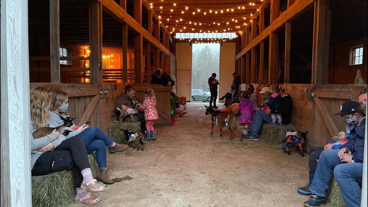 Putting the Goats to Bed Night!