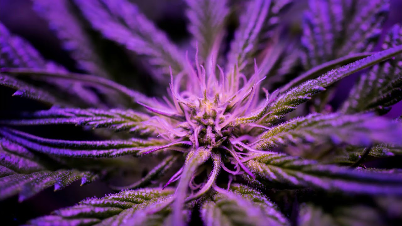 growing weed with Remo Nutrients review