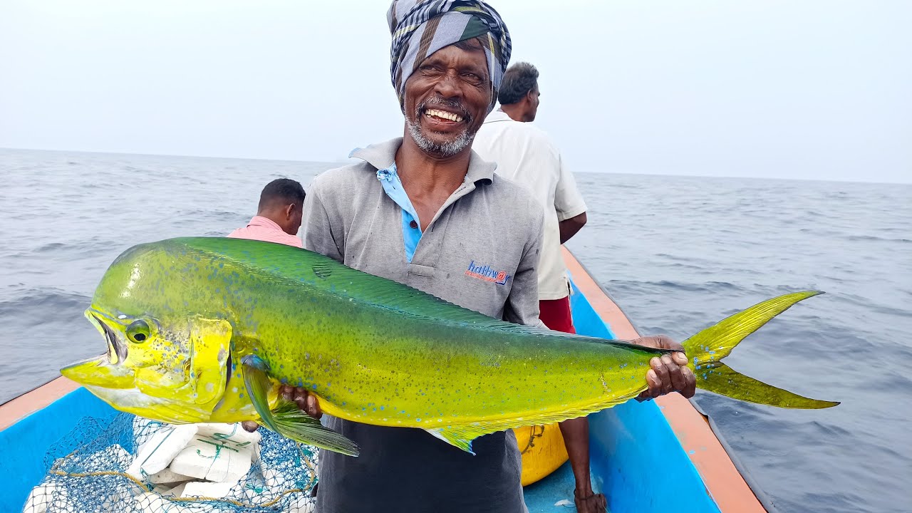 LINE FISHING - MAHI MAHI FISHES CAUGHT IN THE SEA