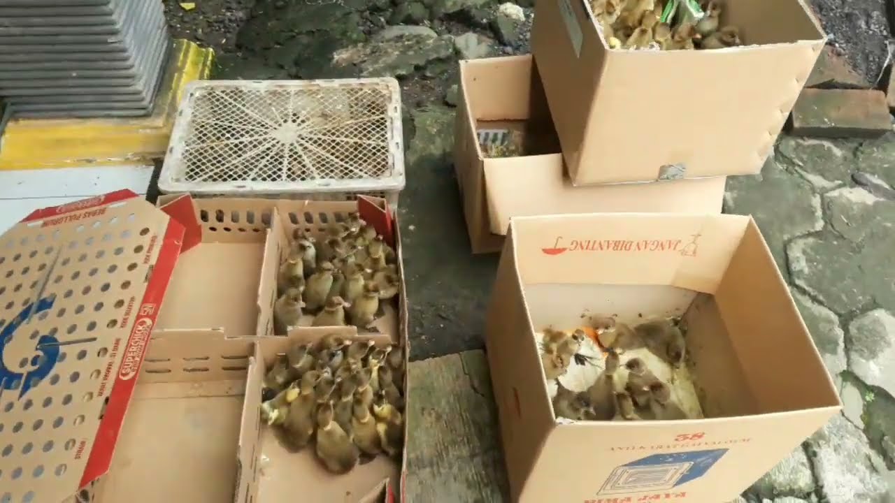 Cara Membedakan DOD/ Anak Bebek Jantan Dan Betina di Lihat Dari Anusnua