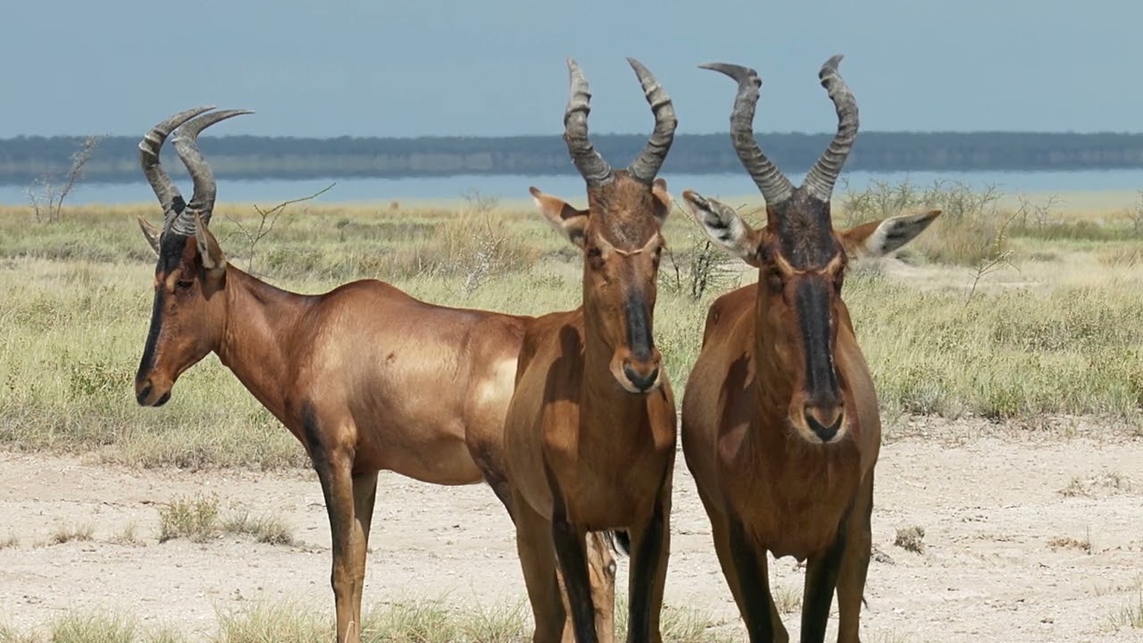 ETOSHA National Park 2024 - Day Two_English