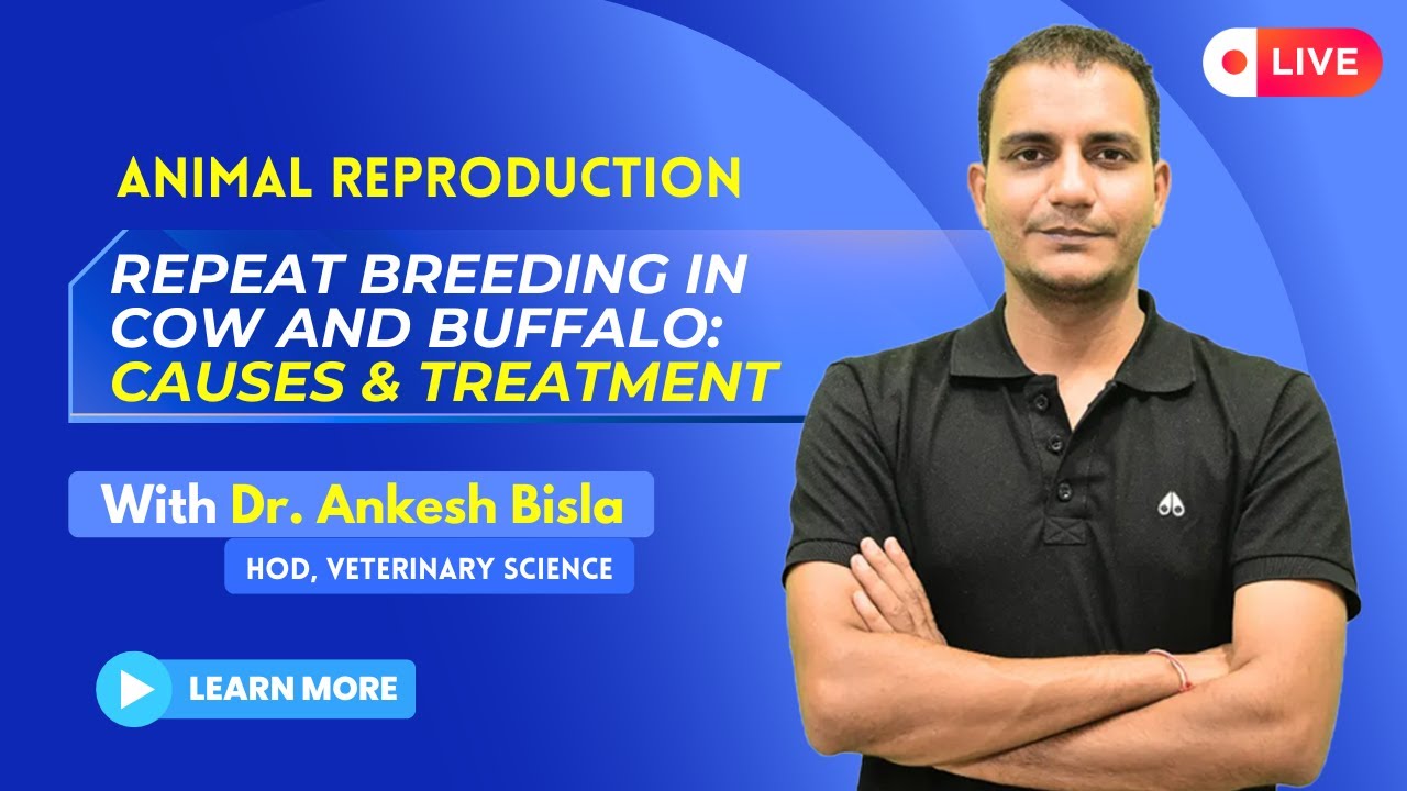 Repeat Breeding in Cow and Buffalo