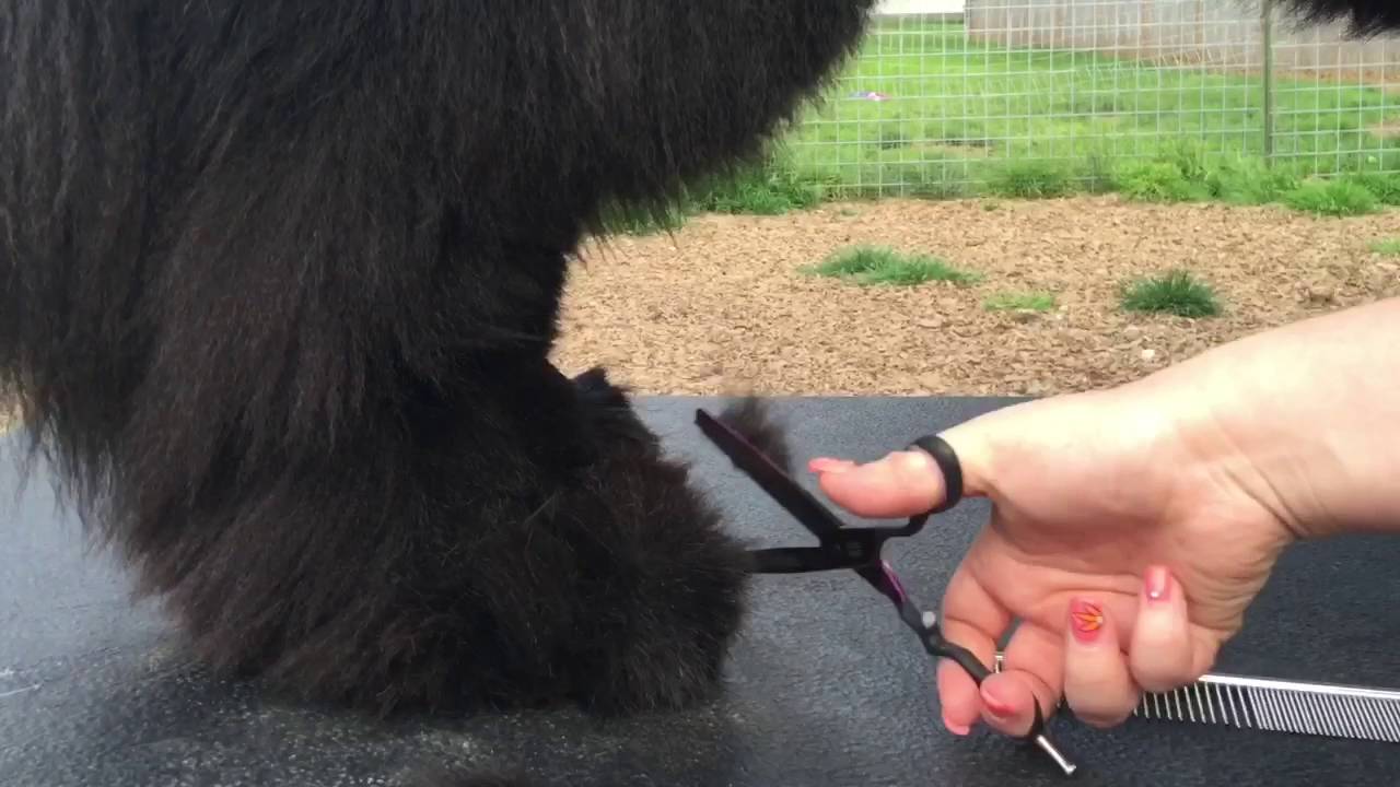 Newfoundland dog foot trimming
