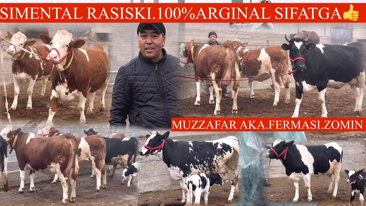 MASHA ALLOX MANA SIZ IZLAGAN🤝OLIY SOʻRT SIMMENTAL ROSSIYSKIY SGIRLAR JIZZAXDA✊🏃