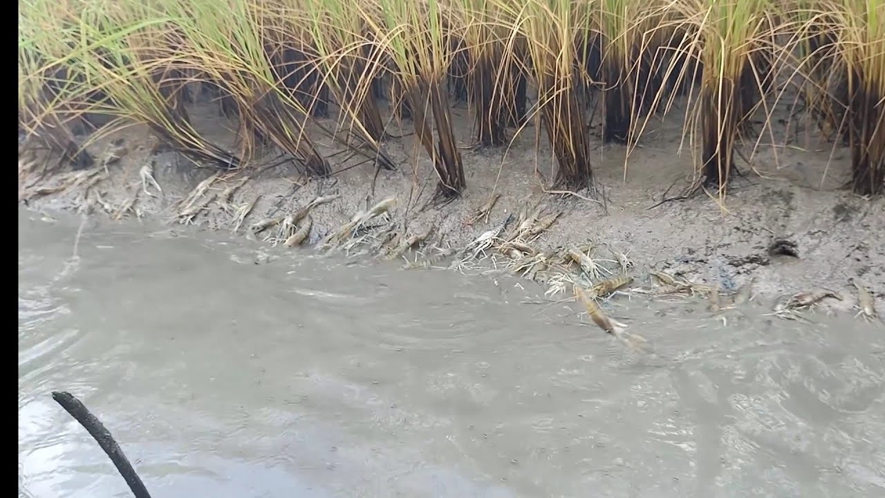 Panen udang melimpah di sawah