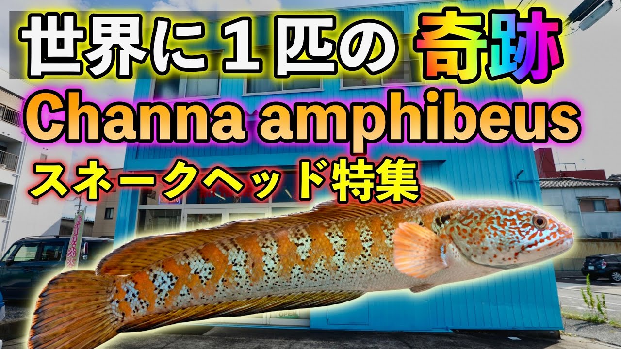 初‼️スネークヘッド特集『インド便』人気SHから世界に１匹の完全奇跡のお魚は100年に一度現れる？　Channa amphibeus　『アクアショップロイヤルクイーン』